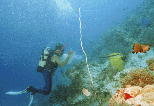 photograph of Scuba collecting